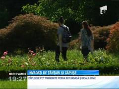 Căpuşele şi ţânţarii fac ravagii în parcurile din Capitală