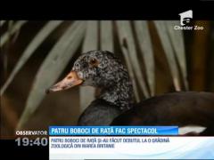 Patru boboci de raţă dintr-o specie pe cale de dispariţie şi-au făcut debutul la un parc zoo din Marea Britanie