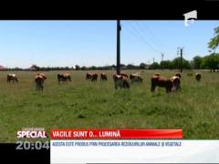 Special! În Săcuieni, vacile aduc lumina în casă