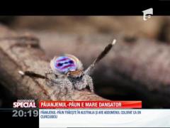 Special! Păianjenul-păun e mare dansator