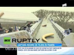 Captură record de fildeş, în Franţa