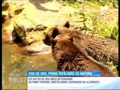 Doi pui de urs, cei mai noi locatari ai sanctuarului Liberty din Zărnesti