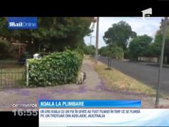 O mamă Koala care îşi cară puiul în spate, la plimbare pe o stradă dintr-un oraş australian