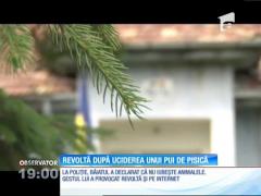 IMAGINI ŞOCANTE! Un copil de 16 ani din Bacău a ucis în bătaie un pui de pisică