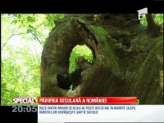 SPECIAL! Pădurea seculară a României