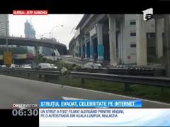 Un struţ a devenit celebru pe internet după ce a evadat în timp ce era dus la o fermă