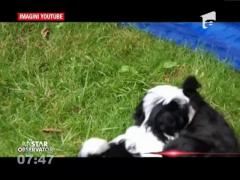 Printul William şi Ducesa de Cambridge vor să-şi mărească familia cu un nou membru patruped