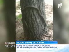 Pacienții Spitalului de Urgenţă Galaţi au fost speriați de un șarpe
