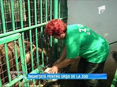 Urşii din Parcul Zoo Gabroavele, răsfățați cu înghețată