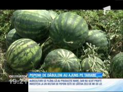 Pepenii de Dăbuleni au ajuns pe tabere