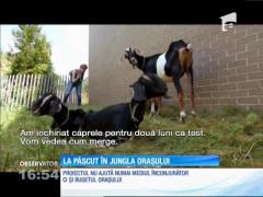 La păscut în jungla orașului New York