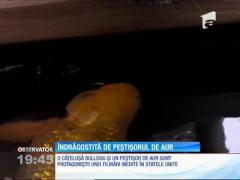 O relaţie neobişnuită între un câine şi un peştişor auriu