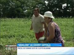 Seceta a redus la jumătate producţia de pepeni de Dăbuleni în 2016