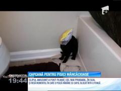 Capcană pentru pisici mâncăioase