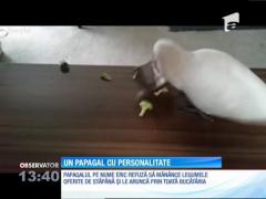 Papagalul care se poartă ca un copil răsfăţat