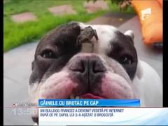Câinele cu o broască pe cap