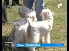 Observator de weekend