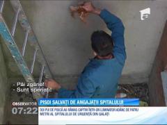 Pui de pisică salvați de angajații spitalului