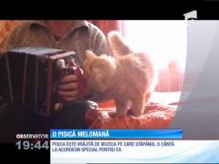 O pisică melomană