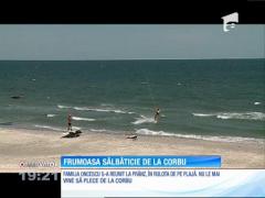 Frumoasa sălbăticie de la Corbu