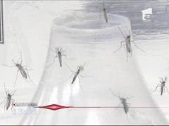 Virusul Zika, confirmat în România! Primul caz, o tânără de 27 de ani