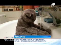 O pisica a transformat chiuveta de la baie în propriul ei SPA