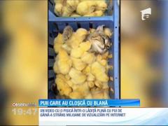 O pisică fără un pui de talent, când vine vorba de camuflaj, s-a ascuns printre zeci de puişori de găină