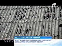 Mii de hectare de culturi agricole au fost distruse de grindină în judeţul Suceava