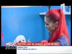 Special! Prietenii care nu cuvântă suferă de cald