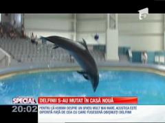 SPECIAL! Delfinii Ni-Ni şi Chen-Chen au fost mutaţi în casă nouă