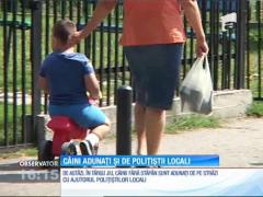 Fără câini pe străzile din Târgu-Jiu! Câinii fără stăpân sunt adunaţi de pe străzi cu ajutorul poliţiştilor locali