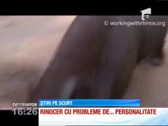 Un pui de rinocer din Africa de Sud se crede câine