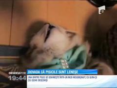 Dovada că pisicile sunt leneşe