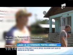 Imagini incredibile au fost surprinse de voluntari în adăpostul pentru animale din Câmpina