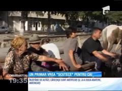 Ca să oprească problema mizeriei pe stradă, un primar a cerut ca toţi caii să poarte "scutece"!