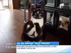 Cel mai amuzant "salut pisicesc"