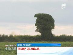 Sosia lui Donald Trump, un copac!