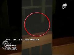 Ce faci când îţi intră ursul în casă? Îl filmezi şi abia apoi apelezi numărul de urgenţă