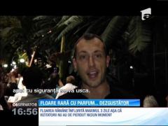 Cea mai mare floare din lume, Floarea-Cadavru, a înflorit