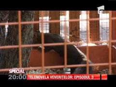 SPECIAL! Telenovelă veveriţelor: episodul 3