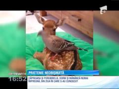 Un pui de căprioară orfan și un porumbel, prietenie neobișnuită