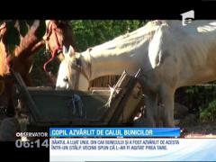 Un copil de 11 din Brăila a fost rănit grav de un cal