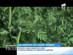 Un deputat a declarat război ambroziei, o buruiană care creşte pe marginea drumului