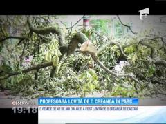 O profesoară din Aiud a fost lovită de o creangă de castan