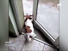 Un câine se chinuie să treacă un băţ printr-o usă întredeschisă