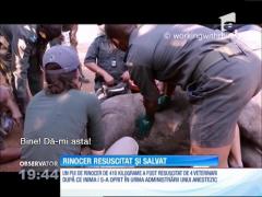 Africa de Sud: Patru veterinari au resuscitat minute bune un pui de rinocer