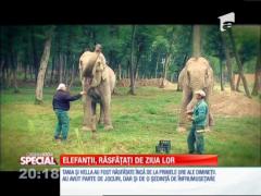 SPECIAL! Elefanţii, răsfăţaţi de ziua lor!