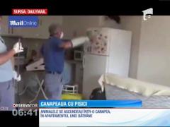 Zeci de pisici și două camioane de gunoaie, într-un apartament de bloc