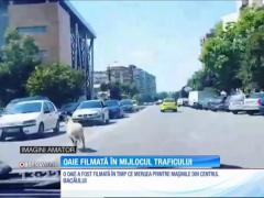O oaie a fost filmată în timp ce mergea printre maşinile din centrul Bacăului