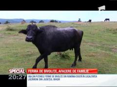 SPECIAL! Ferma de bivoliţe, afacere de familie